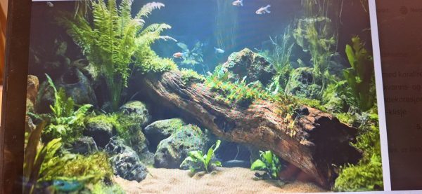 Akvariebakgrunn